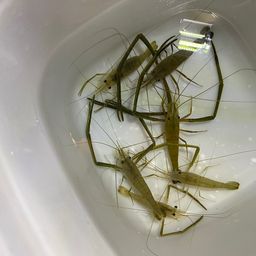 テナガエビ