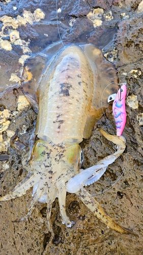 アオリイカの釣果