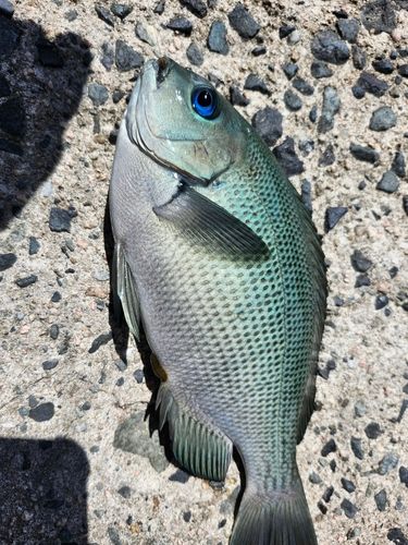 クロの釣果