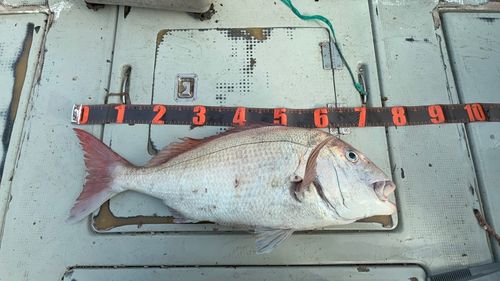 タイの釣果
