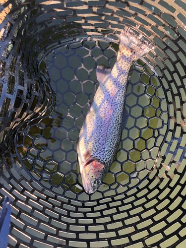 ニジマスの釣果