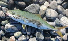 ワカシの釣果