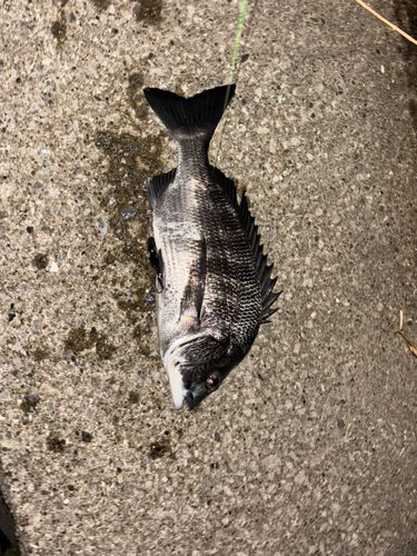 クロダイの釣果