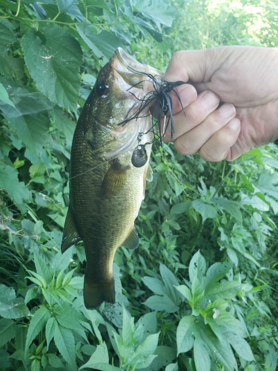 ラージマウスバス