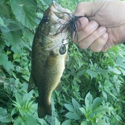 ラージマウスバス