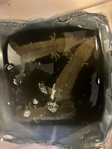 シャコの釣果