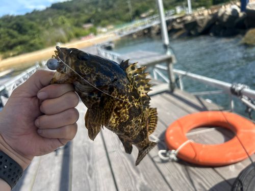 タケノコメバルの釣果