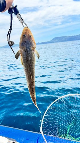 マゴチの釣果