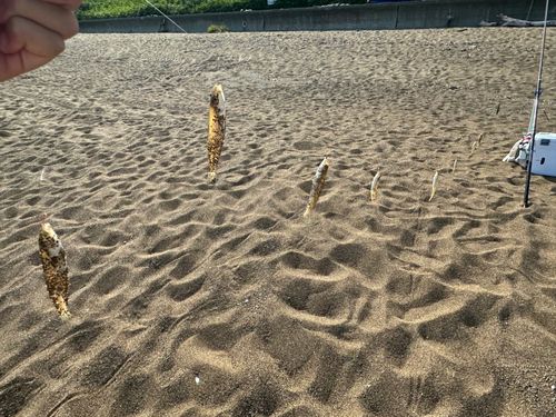 キスの釣果