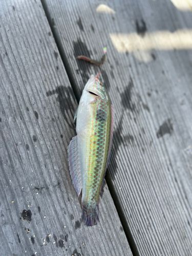 ベラの釣果