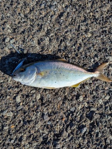 ネリゴの釣果