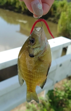 ブルーギルの釣果