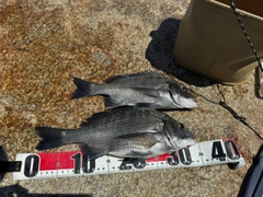 クロダイの釣果