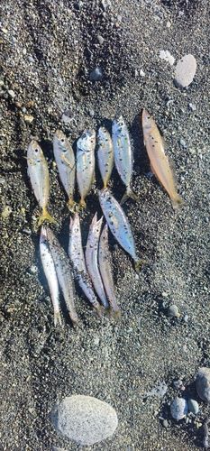 アオアジの釣果