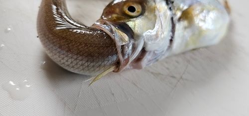 ショゴの釣果