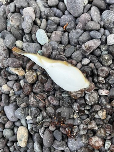 クサフグの釣果