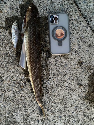 エソの釣果