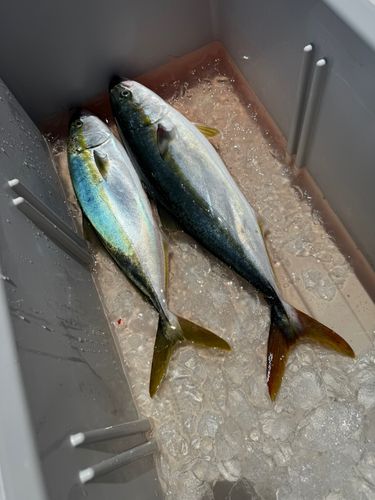 イナダの釣果