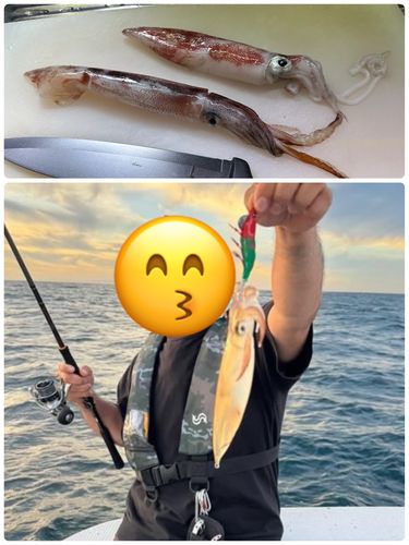ケンサキイカの釣果