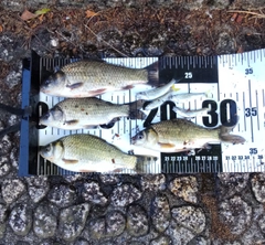 フナの釣果