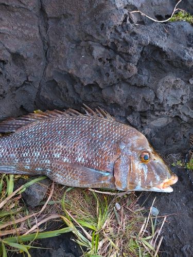 フエフキダイの釣果