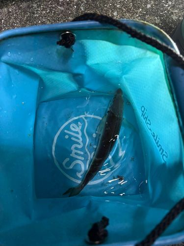 アオアジの釣果