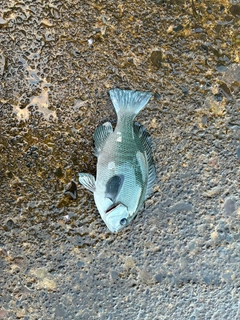グレの釣果