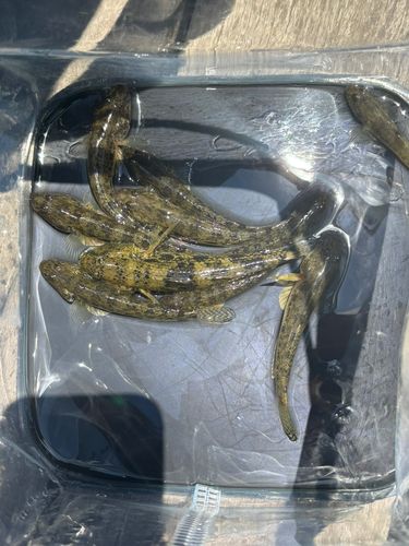 マハゼの釣果