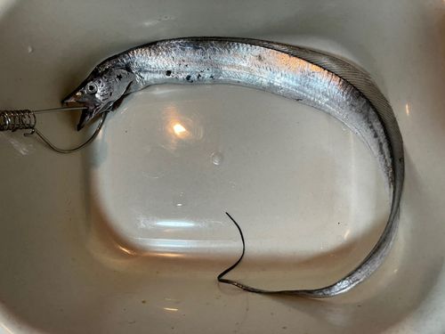 タチウオの釣果