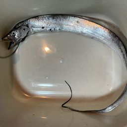 タチウオ