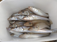 キスの釣果