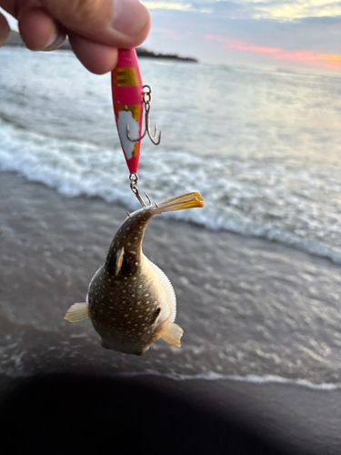 クサフグの釣果