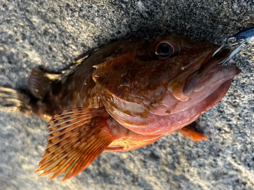 アラカブの釣果