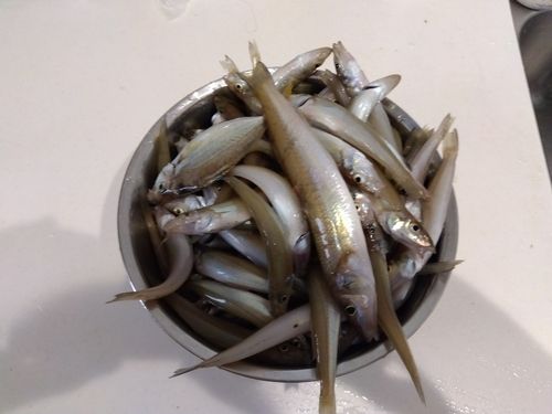 キスの釣果
