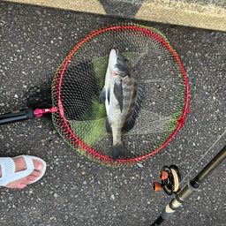 クロダイ