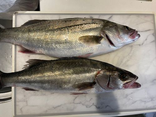 フッコ（マルスズキ）の釣果