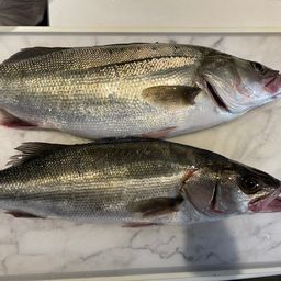 フッコ（マルスズキ）