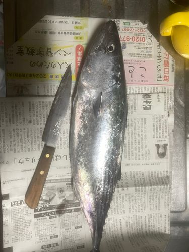 ハガツオの釣果