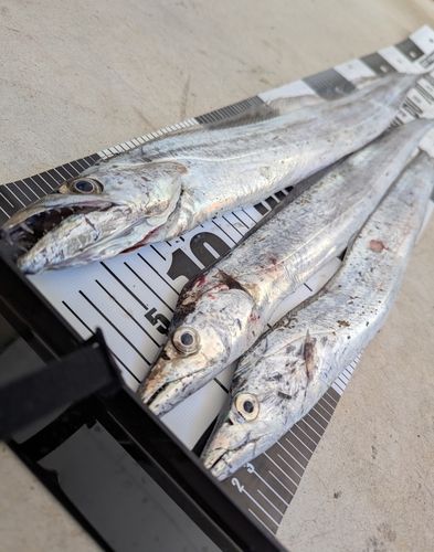 タチウオの釣果