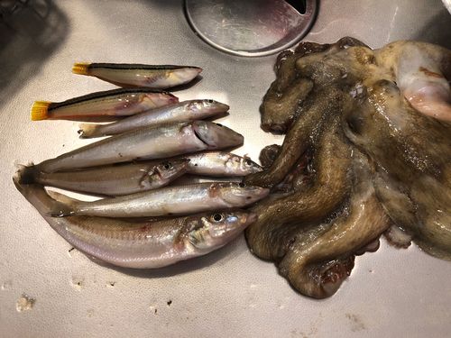 キスの釣果