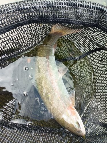 ニジマスの釣果