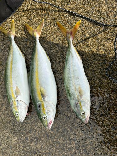 ツバスの釣果