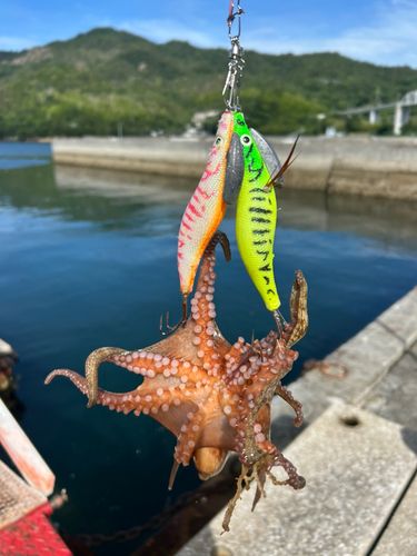 タコの釣果