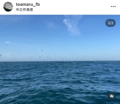 イナダの釣果