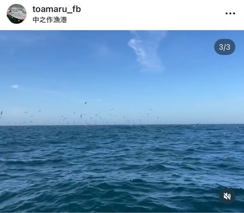 イナダの釣果