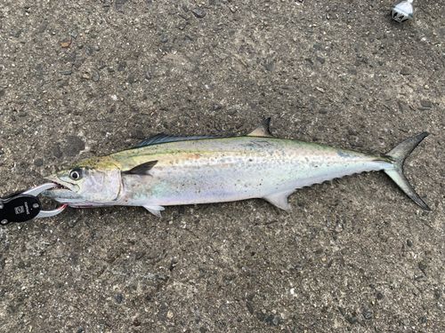 サゴシの釣果