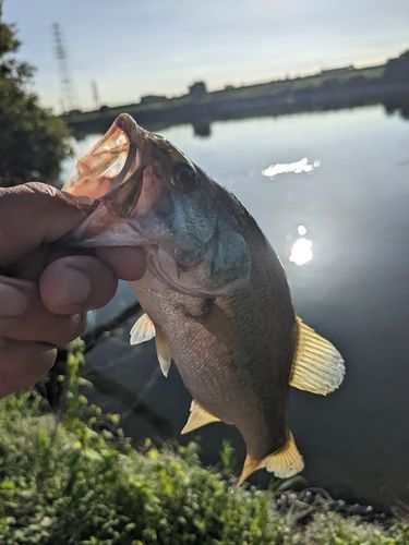 ラージマウスバスの釣果
