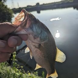 ラージマウスバス