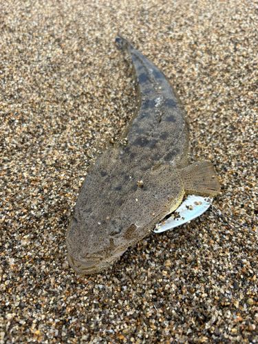 マゴチの釣果