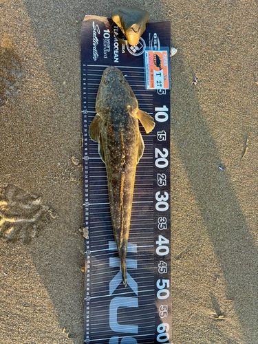 マゴチの釣果